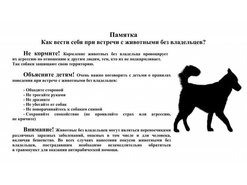 Как вести себя при встрече с животными без хозяев?.